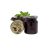 Coffee66 Tengerszem sült tea Bodza 60ml
